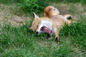 yawning sleepy japanese red fox