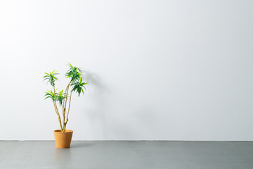 Beautiful green potted plant on white wall. Modern lifestyle concept.