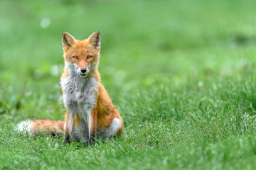 portrait of japanese red fox standing on the grass
