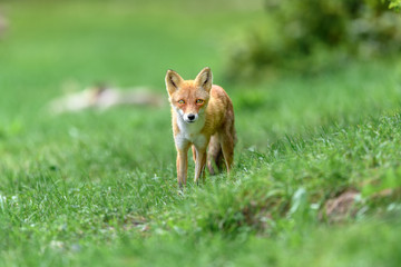 Naklejka na ściany i meble Japanese red fox walking on the grass