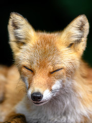 Fototapeta na wymiar Japanese red fox close up portrait with dark background