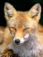 Obraz premium Japanese red fox close up portrait with dark background