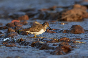Common sandpiper (Actitis hypoleucos)