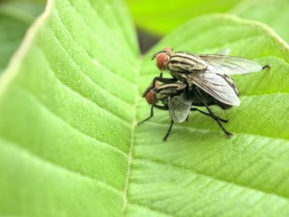 a macro shot of two mating flies