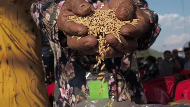 Old woman's hand grabs and pours grains. Farming, agriculture, prosperity, harvest and people concept