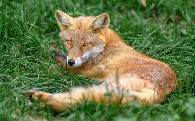 Naklejka na ściany i meble Hokkaido red fox sleeping on grass portrait