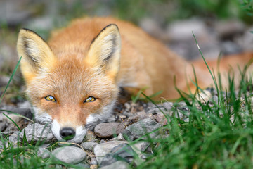 sleepy japanese red fox portrait