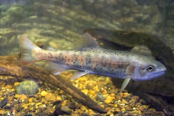 Blunt-snouted lenok ( Brachymystax tumensis ), otherwise known as Asiatic trout or Manchurian trout swimming in aquarium.