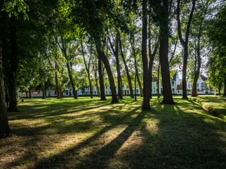 Summer shadows