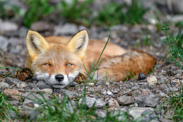 sleepy japanese red fox portrait - 321979102