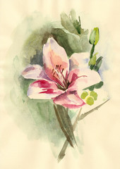 Watercolor of Lilium Flower