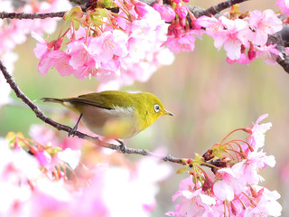 河津桜の枝に止まる可愛いメジロ