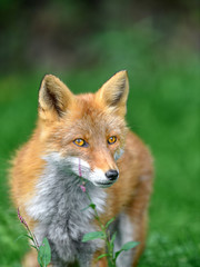 Naklejka na ściany i meble red fox close up portrait