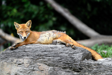 Japanese red fox sleeping on a rock
