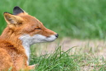 red fox close up portrait