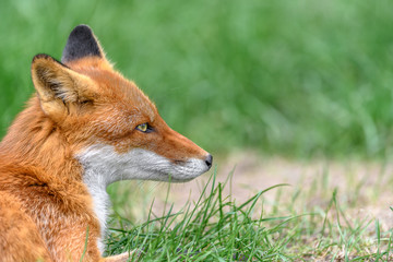 red fox close up portrait