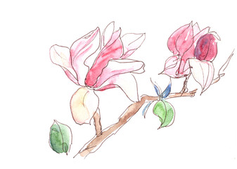 watercolor branch of soft pink blooming magnolia