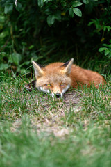 Hokkaido red fox sleeping on grass portrait