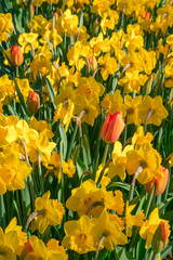 Red tulips and yellow daffodils on a sunny spring day. Colorful mix of pink and white tulips and yellow daffodils , flower bed, spring park garden.