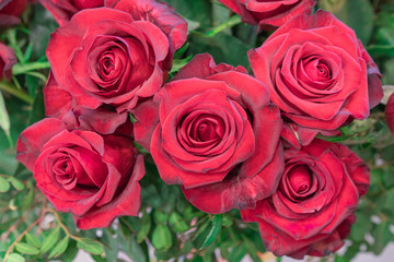 Bouquet of red roses, top view, macro.