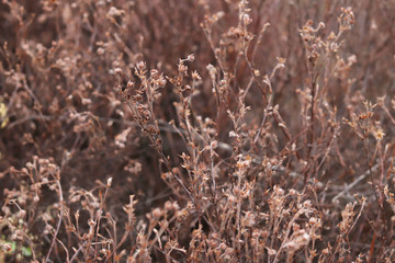 Fototapeta premium dry grass and flowers in the winter
