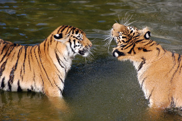 Tigers play in the water