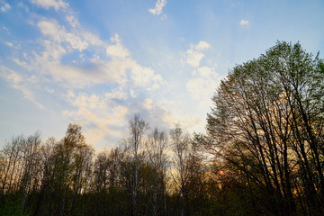 Tree branches against the blue sky with white clouds and sunset on a sunny day
