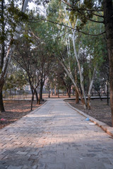 An empty floor in a city park surrounded by trees in the morning. Good for morning walk
