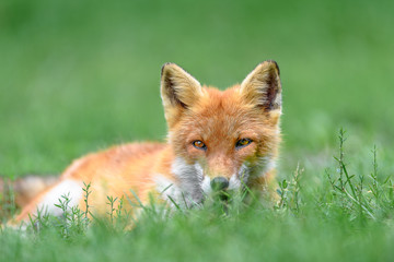 Hokkaido red fox sleeping on grass portrait - 321980949