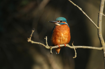 A beautiful hunting Kingfisher, Alcedo atthis, perching on a twig that is growing over a river. It has been diving into the water catching fish to eat.