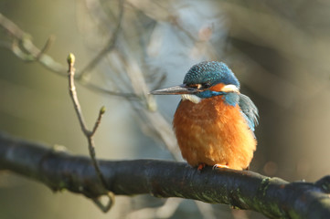 A beautiful hunting Kingfisher, Alcedo atthis, perching on a twig that is growing over a river. It has been diving into the water catching fish to eat.