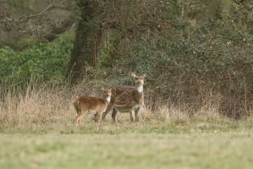 A beautiful female Axis Deer, Cervus axis, with her cute fawn feeding in a field at the edge of...
