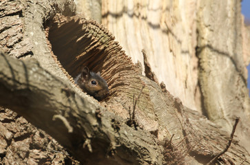 A rare Black Squirrel, Sciurus carolinensis, hiding in a hole in a large tree.