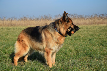 German Shepherd with sticks on the walk