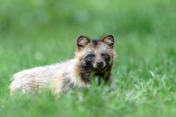 Tanuki Raccoon dog resting on the grass portrait
