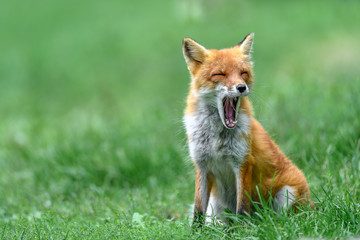 yawning japanese red fox portrait - 321981361