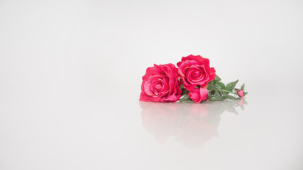 bouquet of red roses on white background. flower close-up. concept of international women's day, spring, March 8