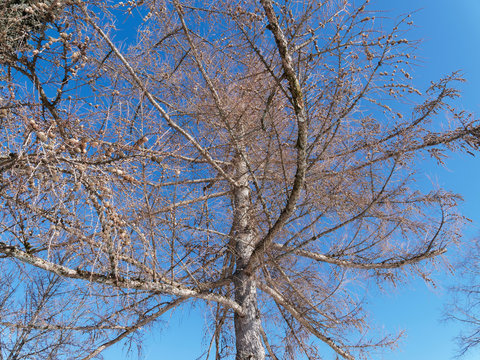 Europäische Lärche (Larix decidua) mit graubraun Borke mit rotbraunen Furchen und nackte Zweige mit reifenden Zapfen im Winter Aspekt am Tegernsee