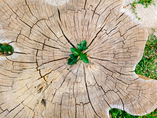 Plant growing out of a tree stump