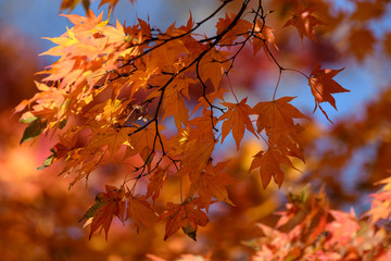 momiji red leaves