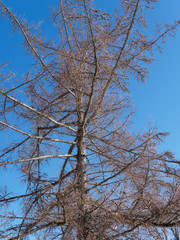 Hohe pyramidal Baumkrone einer Europäischen Lärche (Larix decidua) mit bloßen Zweigen unter einem blauen Himmel