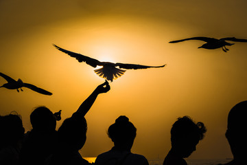 Fototapeta na wymiar Silhouette Seagull eating food in the sky from people throwing during the winter at Bangpoo Recreation Center, Samut Prakan province, Thailand.