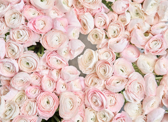 many layered petals. Persian buttercup. Bunch pale pink ranunculus flowers light background. Wallpaper