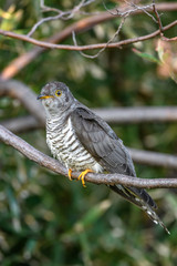 Himalayan cuckoo on a branch