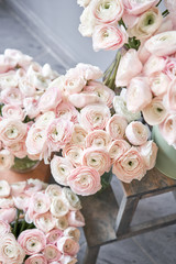 Lot of flowers Persian buttercup. Bunch pale pink ranunculus flowers on light gray background. Glass vase on vintage wooden table. Wallpaper