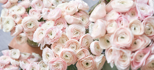 Lot of flowers Persian buttercup. Bunch pale pink ranunculus flowers on light gray background. Glass vase on vintage wooden table. Wallpaper