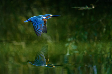 flying kingfisher