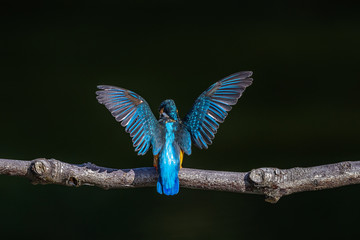 kingfisher standing on a branch with wings wide open - 321982369