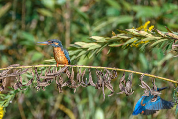 male and female kingfisher standing on a branch