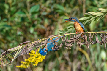 male and female kingfisher standing on a branch